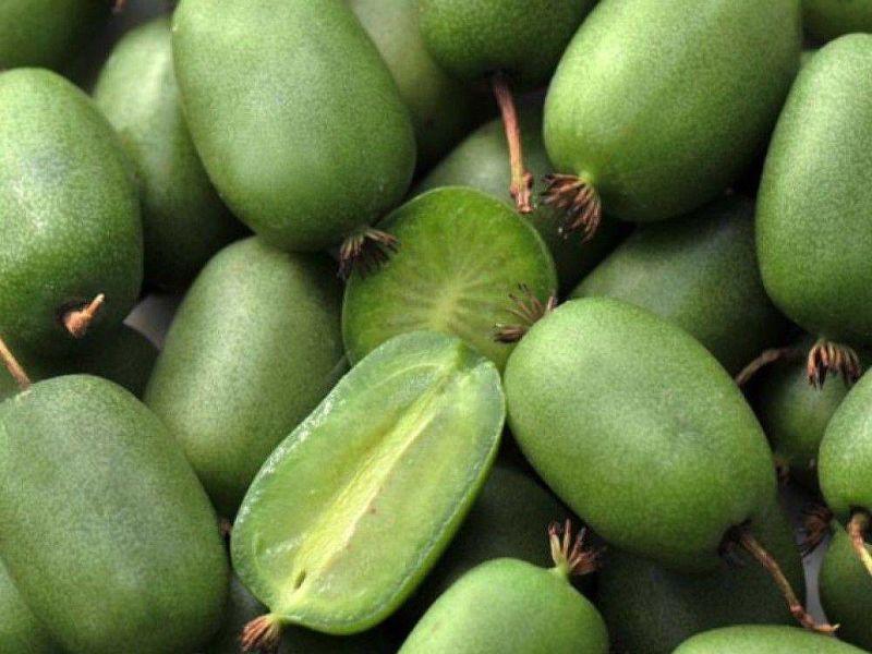 Актинидия купить саженцы из питомнике в Отрадном