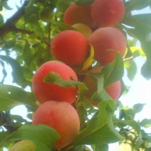 Слива "ПЕРСИКОВАЯ МИЧУРИНА" поздняя  (срок созревания конец августа - начало сентября)