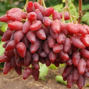 Виноград "ФЛАМЕНКО"
